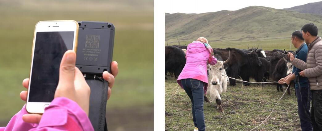 東信智慧牧場農(nóng)場管理系統(tǒng)綜合解決方案