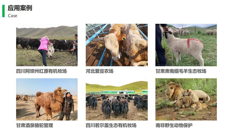 智慧牧場應(yīng)用案例