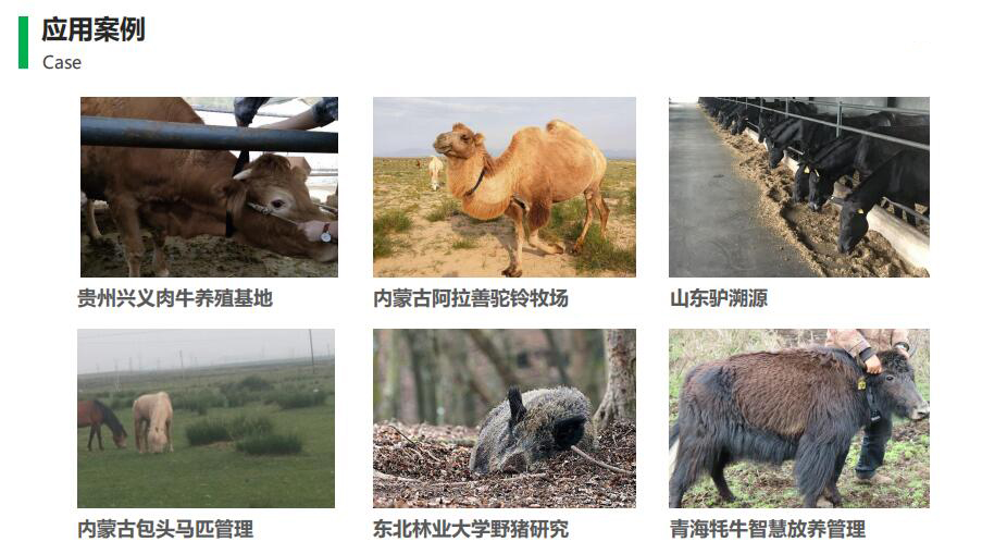 智慧牧場應(yīng)用案例